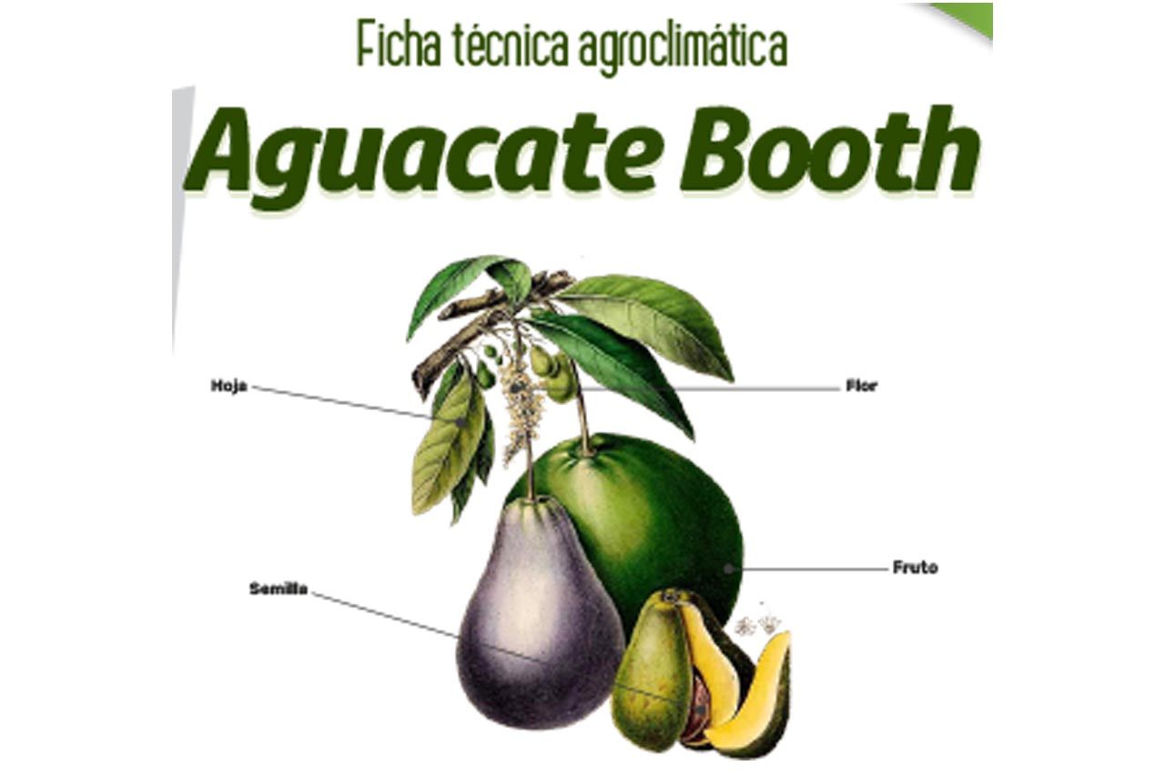 Aguacate Booth