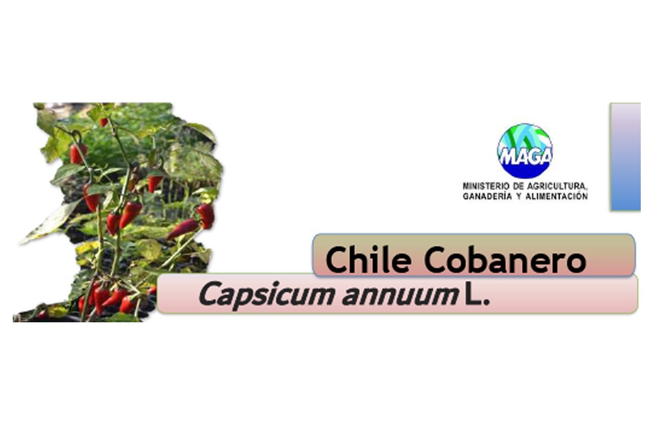 Chile Cobanero