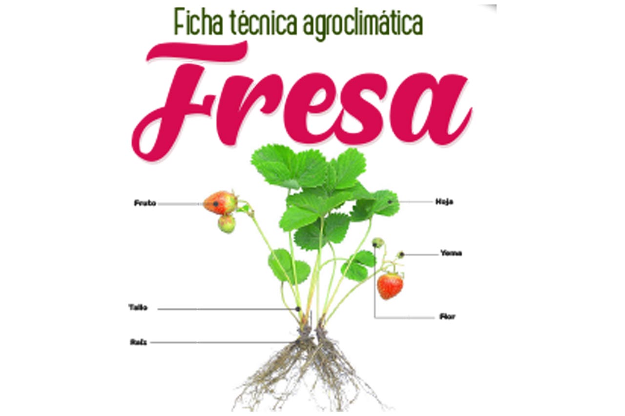 Fresa