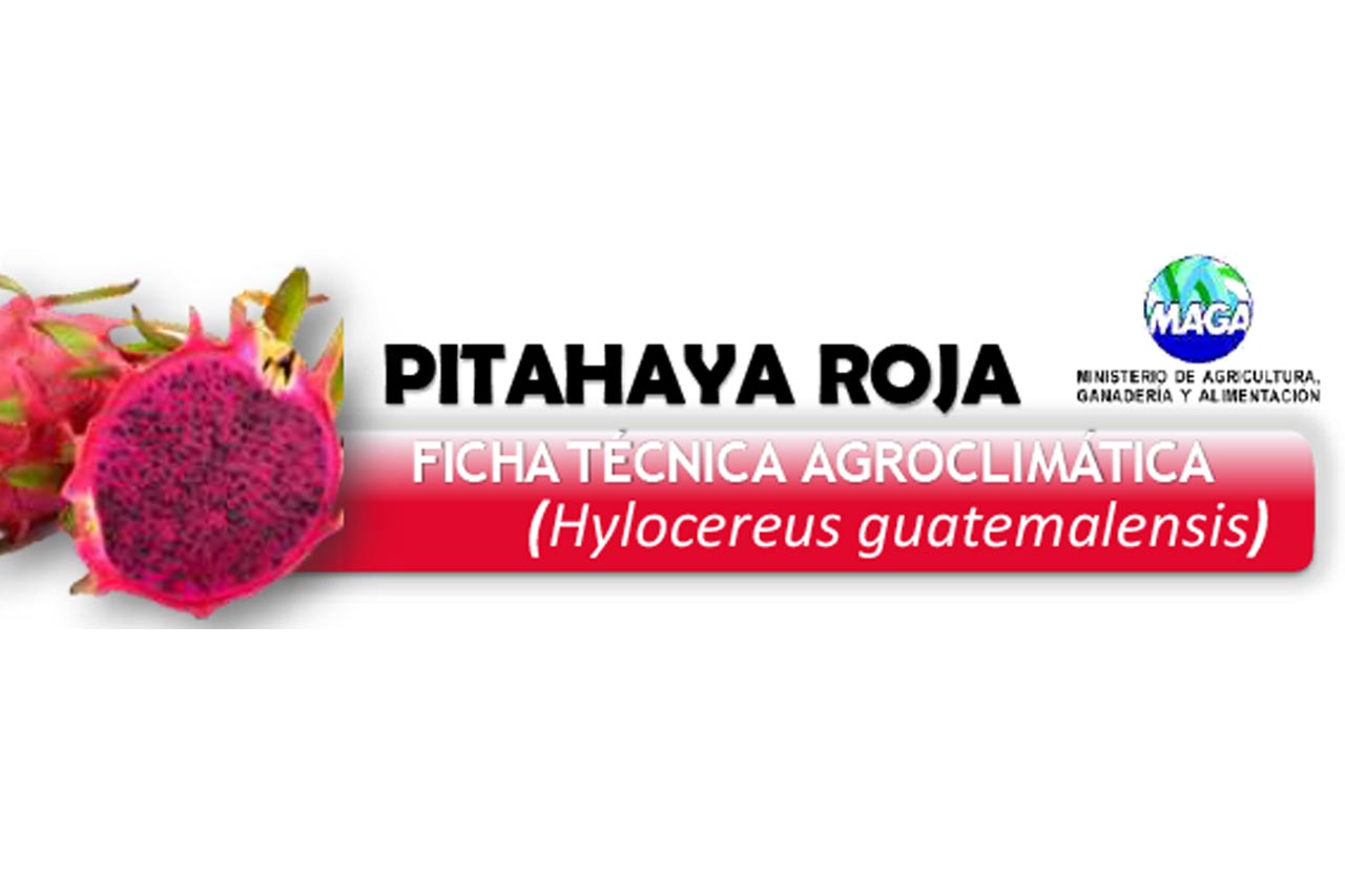 Pitahaya