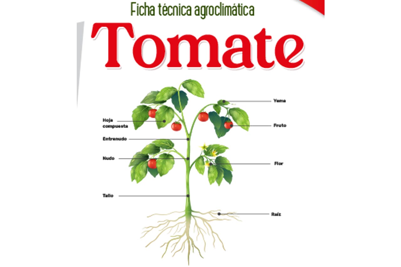 Tomate