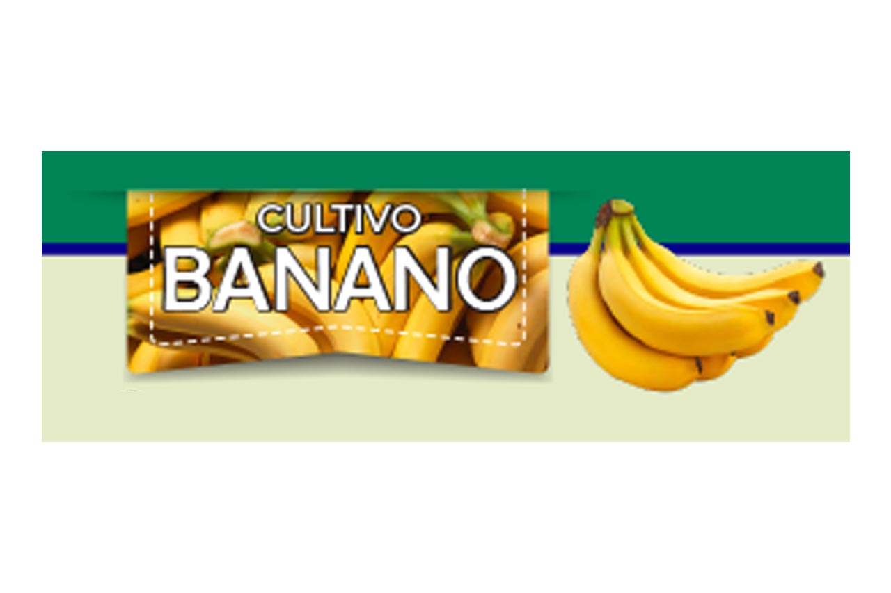 Banano