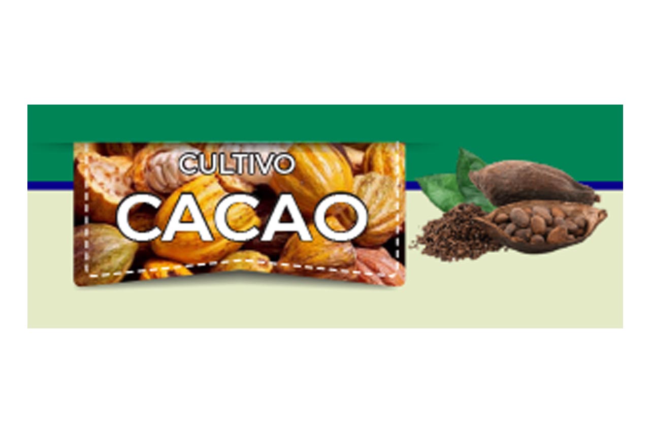 Cacao