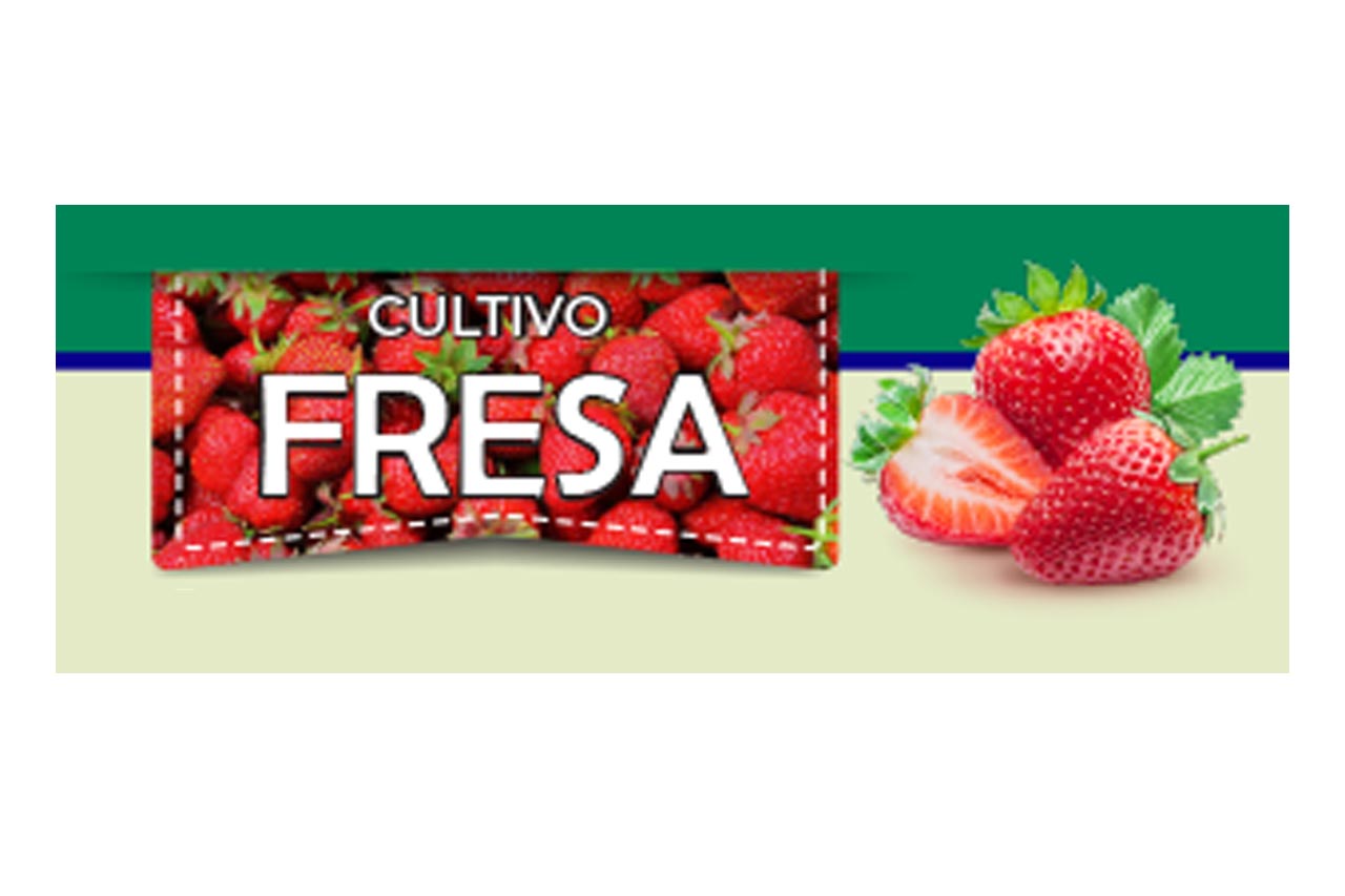 Fresa