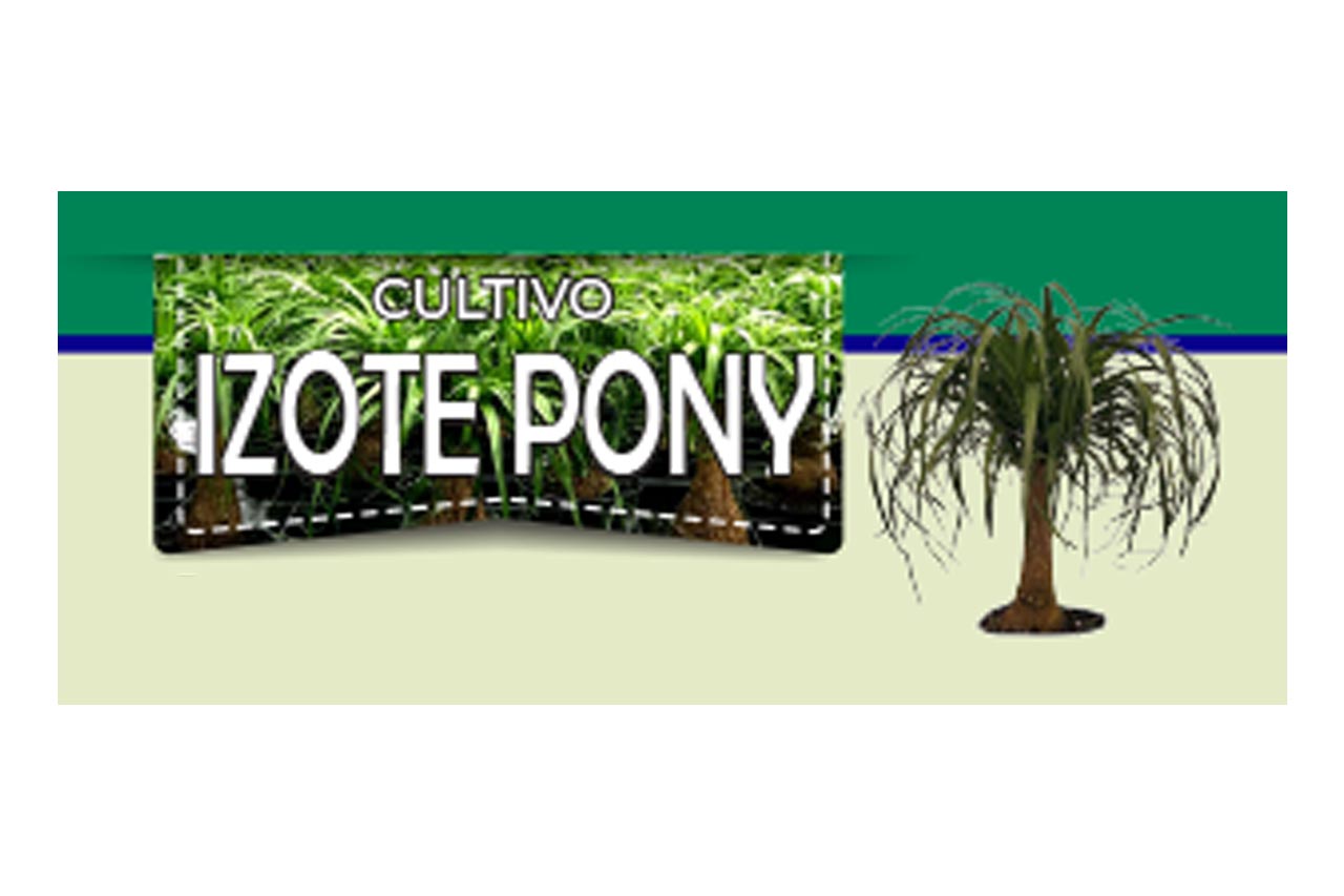 Izote pony