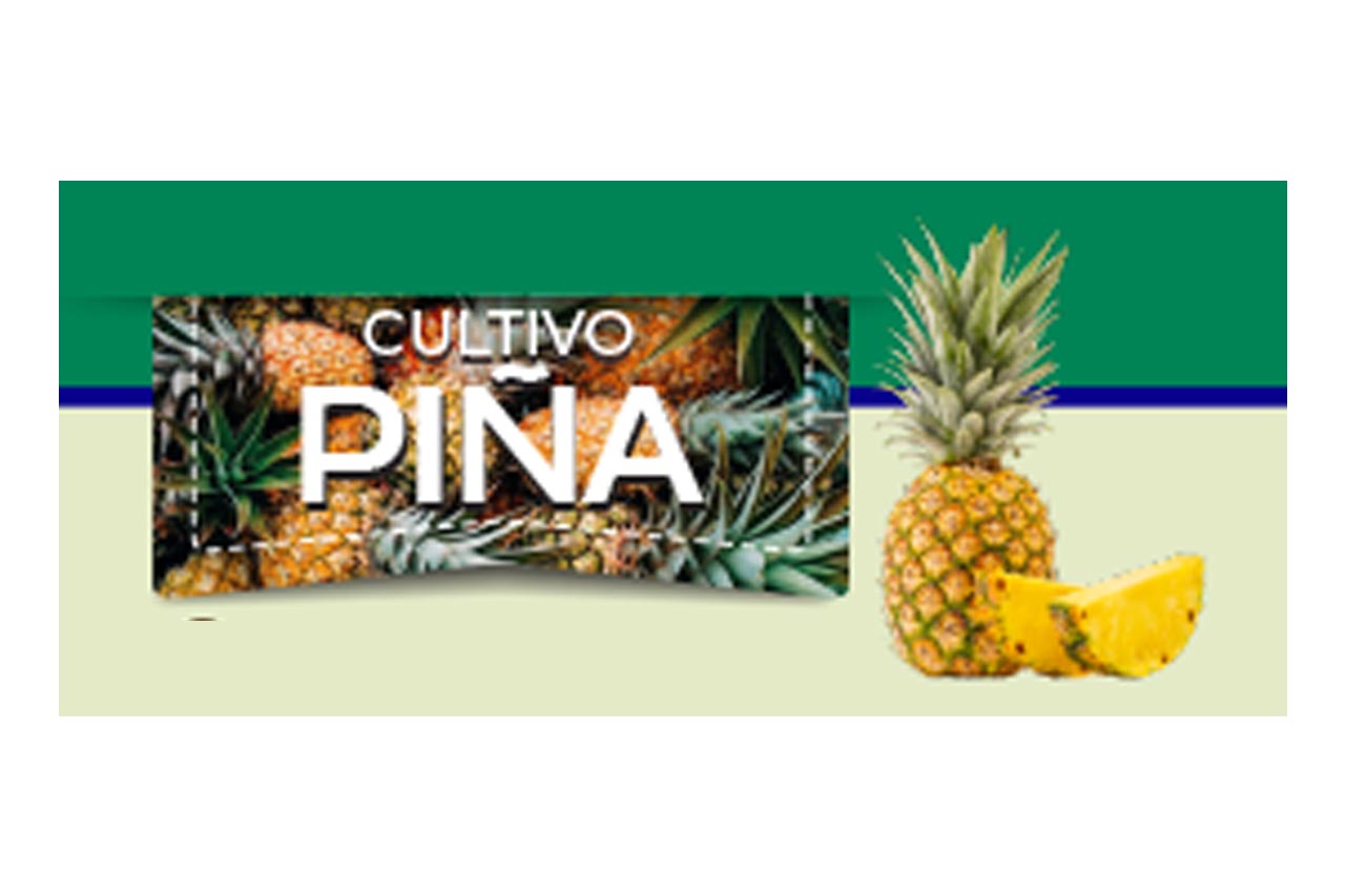 Piña