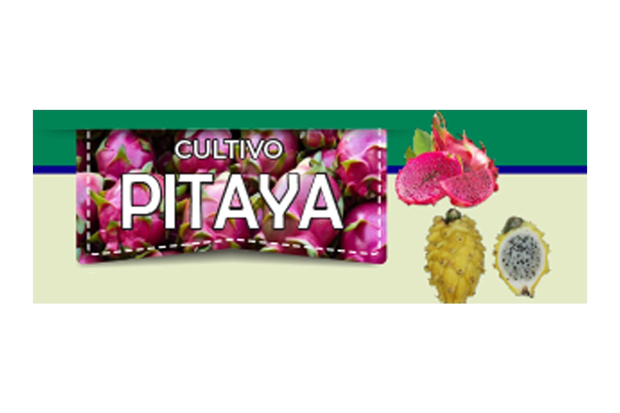 Pitaya